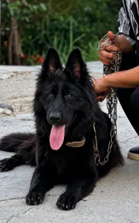 سگ ژرمن بلک ماده ۱۴ ماهه
