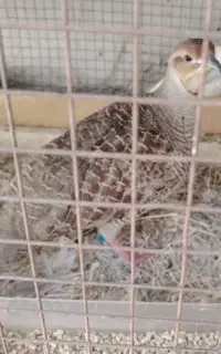 بلدرچین پاکستانی زینتی