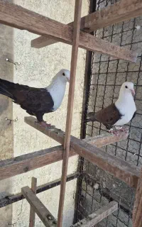 کبوتر کربلایی نر و ماده