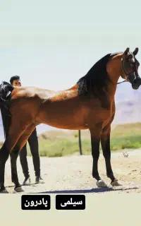 کشش سیلمی عرب دوسر وارداتی