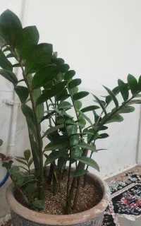 حراج گل و گیاه زیر قیمت
