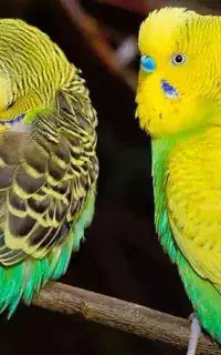 مرغ عشق مولد