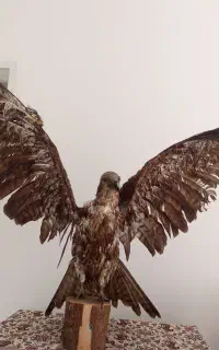 مجسمه عقاب