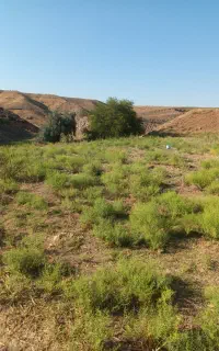 زمین باغی در روستای  قره بلاغ