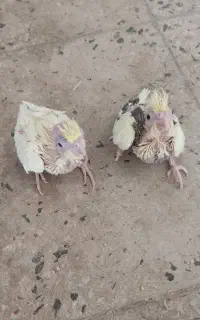 جوجه عروس سرلاکی