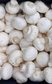 کارگاه پرورش قارچ خوراکی با بازدید از کارگاه ومدرک