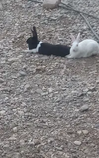 خرگوش