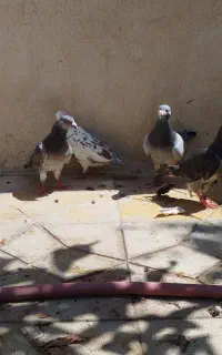 کفتر