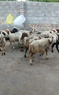 میش محلی چاق