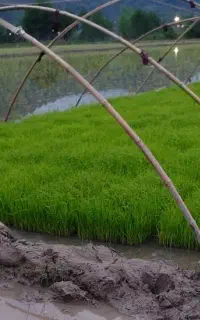 توم هاشمی محلی