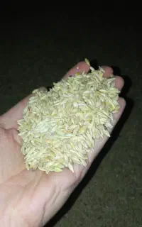 فروش عمده جو