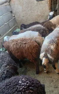 بره نره داشتی