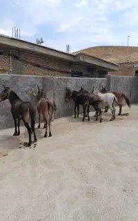فروش قاطر به صورت تکی و عمده