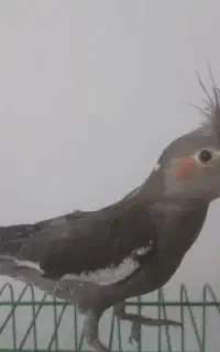 گمشده