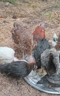 فروش جوجه بوقلمو و جوجه خروس گردن لختی