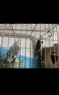 عروس هلندی معاوضه باهرچی