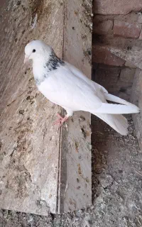 یه جفت کفتر عالی