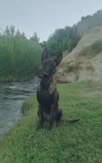 مالینویز اصلیل