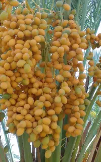 فروش خرمای زاهدی