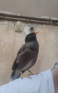 گمشده