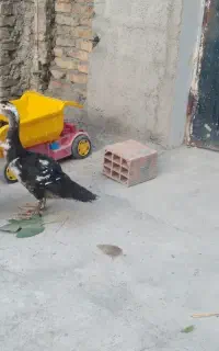 اردک اسراعیلی نر مفت