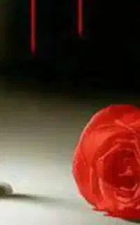 مداح مداحی