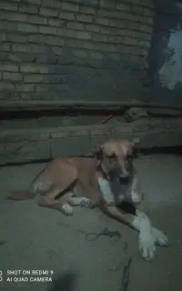سگ خراسانی