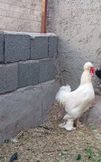 خروس سلطان