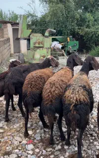 گوسفند اصل کردستانی جوان آبستن