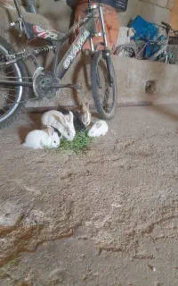 بچه خرگوش بازی گوش چشم ابی