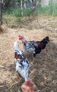 خروس گلین