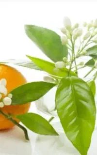 عرق بهارنارنج