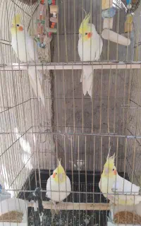 عروس هلندی سخنگو