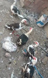 اردک اسرائیلی
