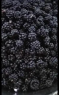 خوشمزه و تازه تمشک