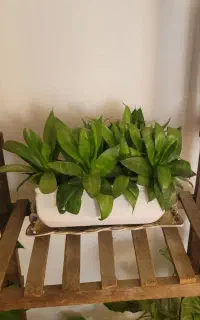 گیاهان زینتی