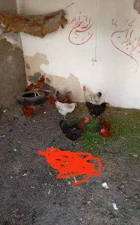 مرغ تخم گذار