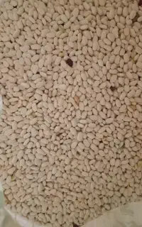 لوبیا‌سفید ‌تازه‌مال‌امسال‌