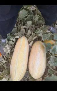 خربزه