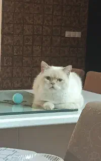 گربه گمشده