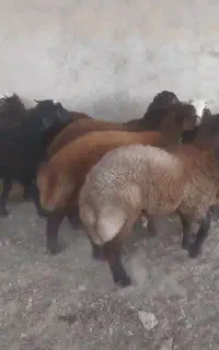 بره چاق