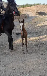 اسب عرب همراه باکره