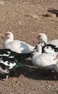 اردک اسرائیلی ماده