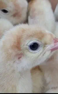 جوجه بوقلمون بوربون