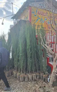 سرو شیراز سرو ناز ۳ متری درشت موجود