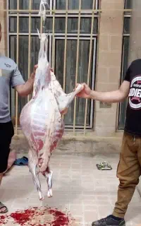 ذبح،گوسفند