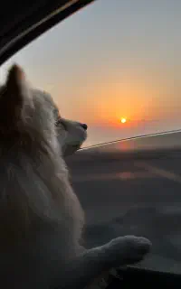 سگ باهوش