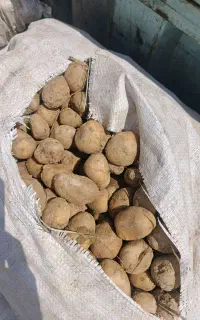 فروش سیب زمینی دامی