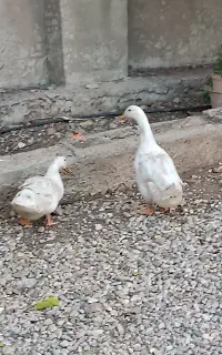 اردک سالم تخم گذار
