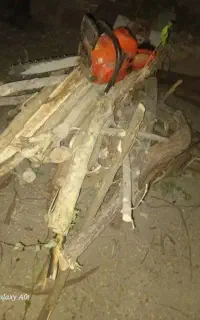 هرس و قطع درخت اره موتوری گرمسار